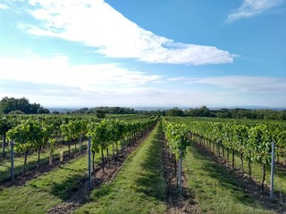 Fototapeta na wymiar vineyard in austria