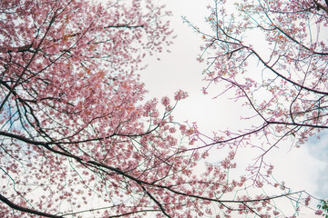 flower in bloom from soft pink cherry blossom with soft focus background