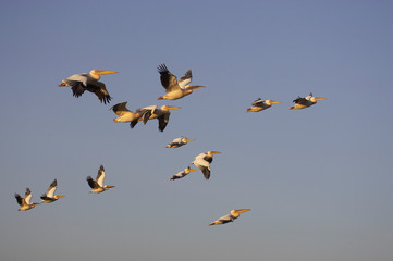 PELICAN BLANC pelecanus onocrotalus