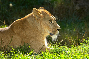 LION D'AFRIQUE panthera leo