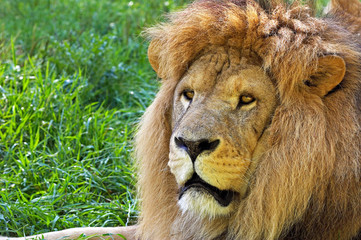 LION D'AFRIQUE panthera leo
