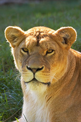 Obraz na płótnie Canvas LION D'AFRIQUE panthera leo