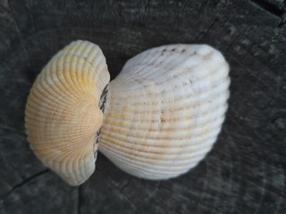 shell on a black background