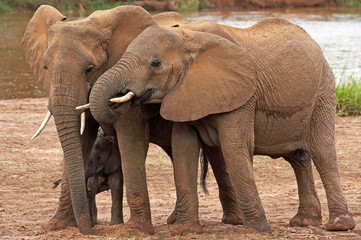 Naklejka premium ELEPHANT D'AFRIQUE loxodonta africana