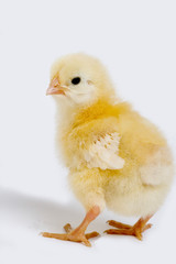 POUSSIN