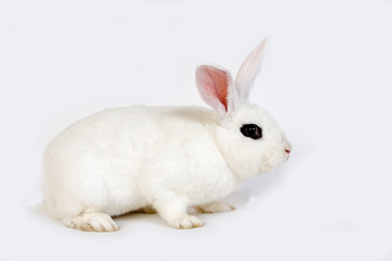 LAPIN BLANC DE HOTOT