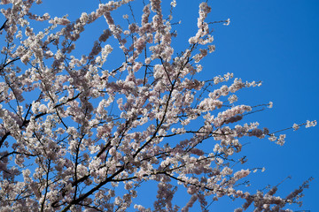 Beautiful landscape in Amsterdam. Parks and Gardens, Netherlands
