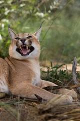 CARACAL caracal caracal