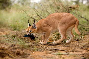 CARACAL caracal caracal