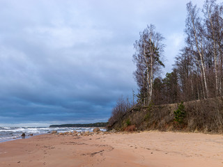 steep seashore landscape, old grass and fallen trees
