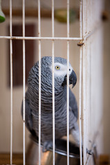 GRIS DU GABON psittacus erithacus
