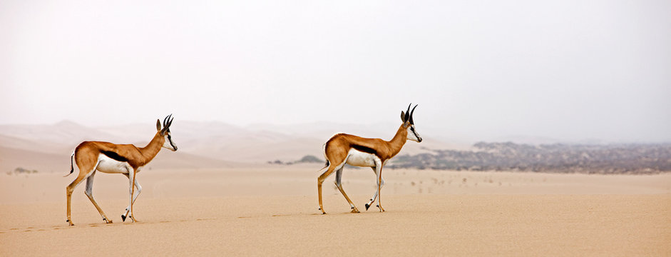 SPRINGBOK antidorcas marsupialis