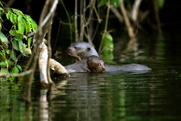 LOUTRE GEANTE pteronura brasiliensis