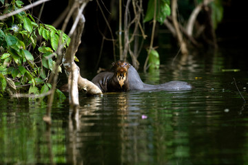 LOUTRE GEANTE pteronura brasiliensis