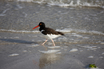 HUITRIER D'AMERIQUE haematopus palliatus