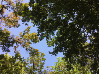 green leaves in the sky