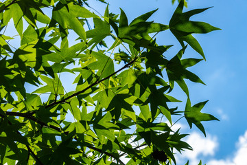 Dark green leaves of Liquidambar styraciflua, Ambeer tree against blue sky in focus edged with blurred green leaves in sunlight. Close-up. Sunny summer day. Nature concept for design.
