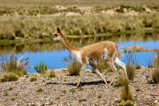 VIGOGNE lama vicugna