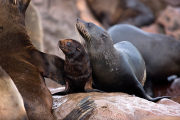 OTARIE A FOURRURE D'AFRIQUE DU SUD arctocephalus pusillus