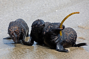 OTARIE A FOURRURE D'AFRIQUE DU SUD arctocephalus pusillus