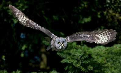 CHOUETTE LAPONE strix nebulosa