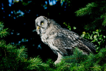 CHOUETTE LAPONE strix nebulosa