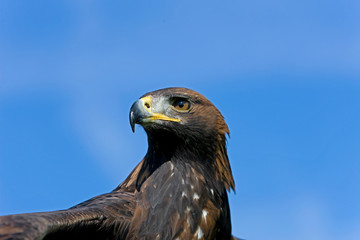 AIGLE ROYAL aquila chrysaetos