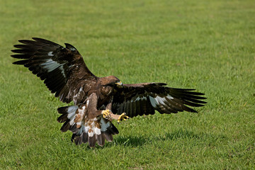 AIGLE ROYAL aquila chrysaetos