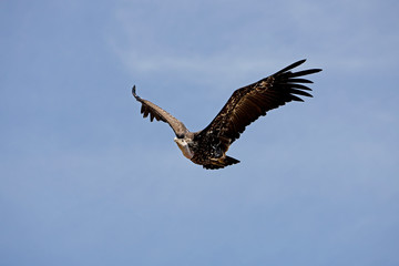 VAUTOUR DE RUPPELL gyps rueppelli