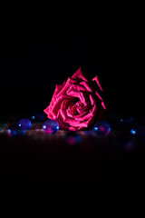 Red rose in a black background