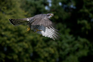 AUTOUR DES PALOMBES accipiter gentilis