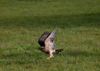 AUTOUR DES PALOMBES accipiter gentilis