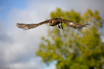 AUTOUR DES PALOMBES accipiter gentilis