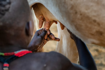 Hammer Tribe Village at Omo Valley, Konso, South of Ethiopia Milking cows in the morning
