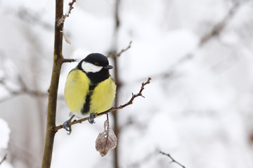 Big tit on snowy branches ..