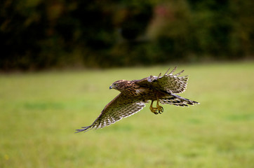 AUTOUR DES PALOMBES accipiter gentilis