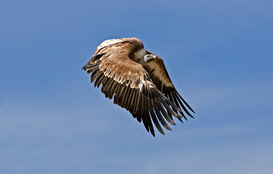 VAUTOUR FAUVE Gyps Fulvus