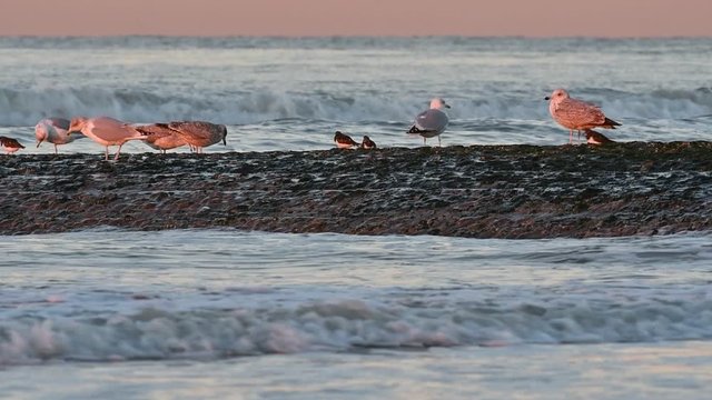 European herring gulls (Larus argentatus) and ruddy turnstones (Arenaria interpres) on breakwater at sunset