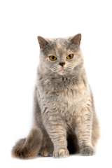 Obraz premium BRITISH SHORTHAIR BLEU CREME