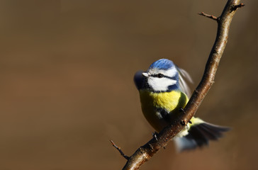 Fototapeta premium Little blue tit taking off from a branch on a blurry brown background