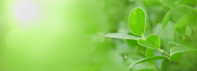 Close up of nature view green leaf on blurred greenery background under sunlight with bokeh and copy space using as background natural plants landscape, ecology cover concept.