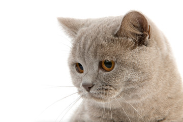 BRITISH SHORTHAIR LILAC