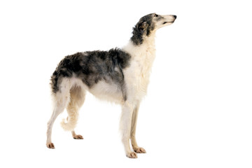 BARZOI