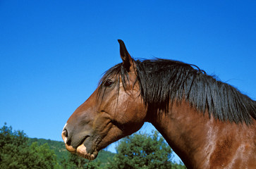 Naklejka premium COB NORMAND