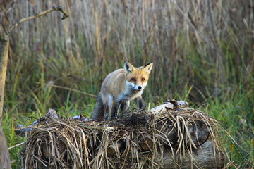 Fox in Hungarian forest.