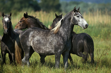 LIPIZZAN