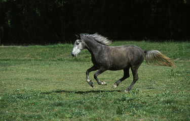 LIPIZZAN