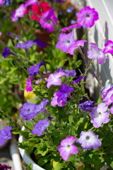 Petunia blooms in many colors. Tobacco and petunia are related plants. Colorful petunia flowers close up
