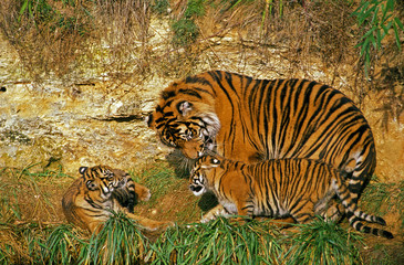 TIGRE DE SUMATRA panthera tigris sumatrae
