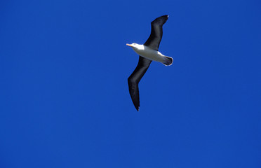 ALBATROS A SOURCILS NOIRS diomedea  melanophris
